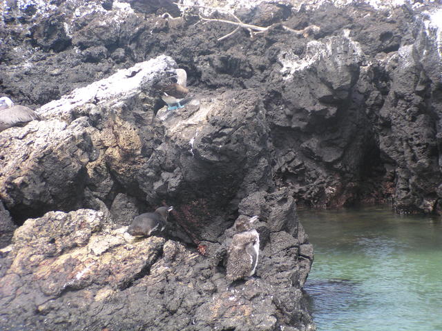 Blue-footed boobie and penguins - free image