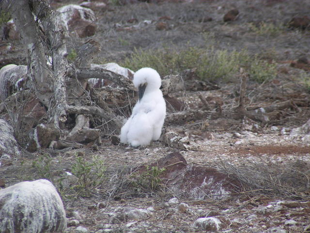 blue footed boobie chick - free image