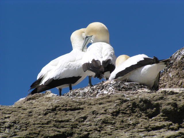 Blue footed booby - free image