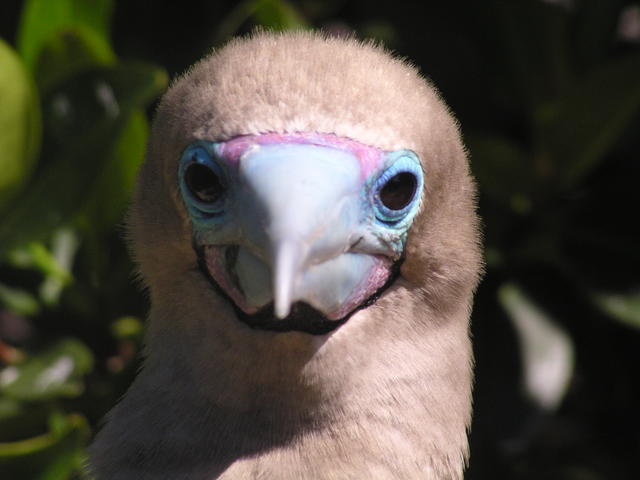 Blue footed booby baby - free image