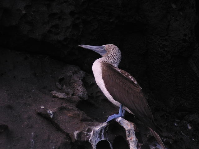Blue-footed Booby Bird - free image