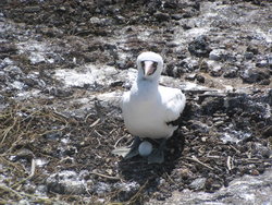 Blue-footed Booby with egg