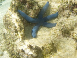 Blue star fish