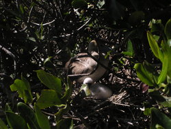 Bluefooted boobie and child