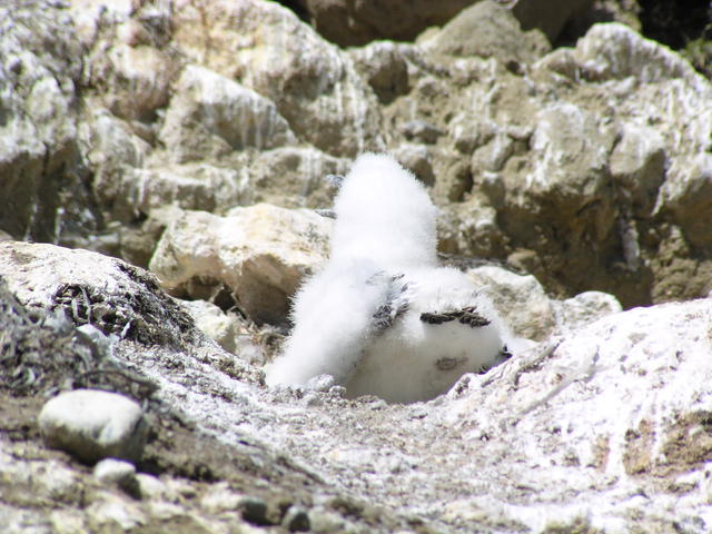 booby in nest - free image