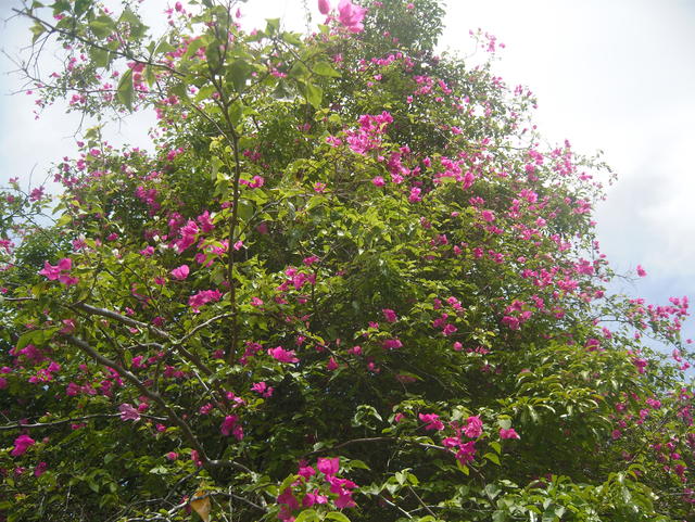 Bougainvillea - free image