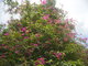 Bougainvillea