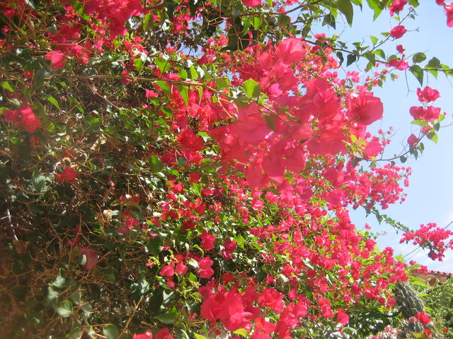 Bougainvillea - free image