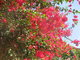 Bougainvillea