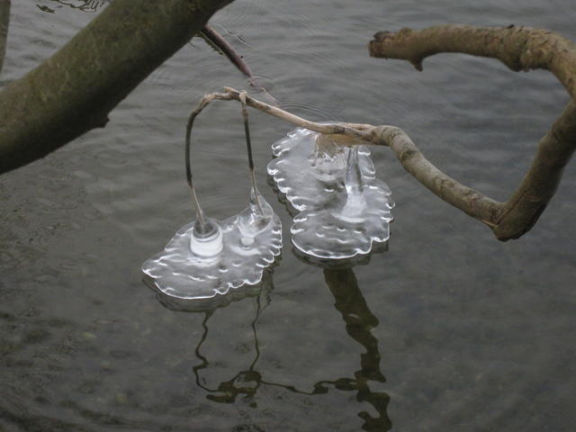 branches with ice - free image