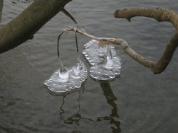 branches with ice