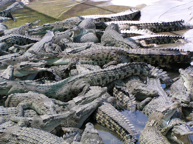 breeding center for crocodiles - free image