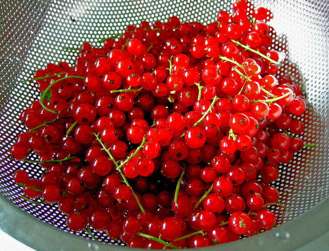 bright red currants - free image
