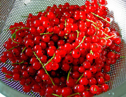 bright red currants