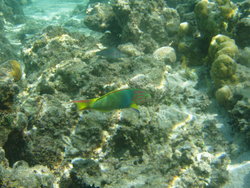 brightly colored fish