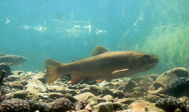 Brook trout - free image