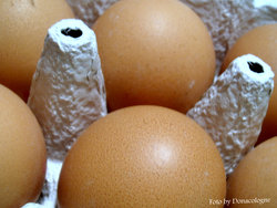 brown colored eggs