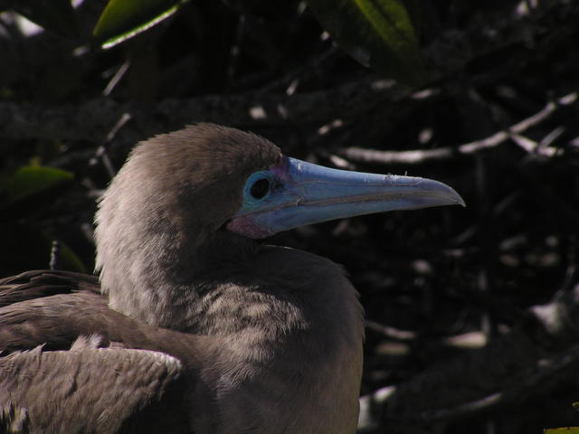 brown form of red footed booby - free image