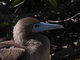 brown form of red footed booby