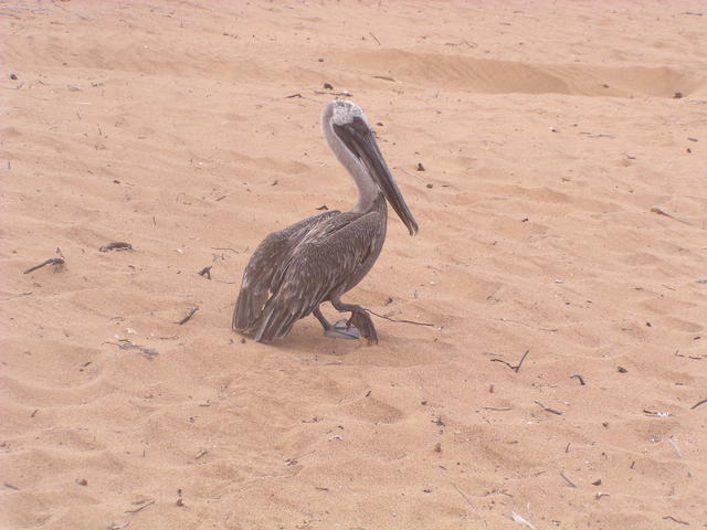 Brown Pelican - free image