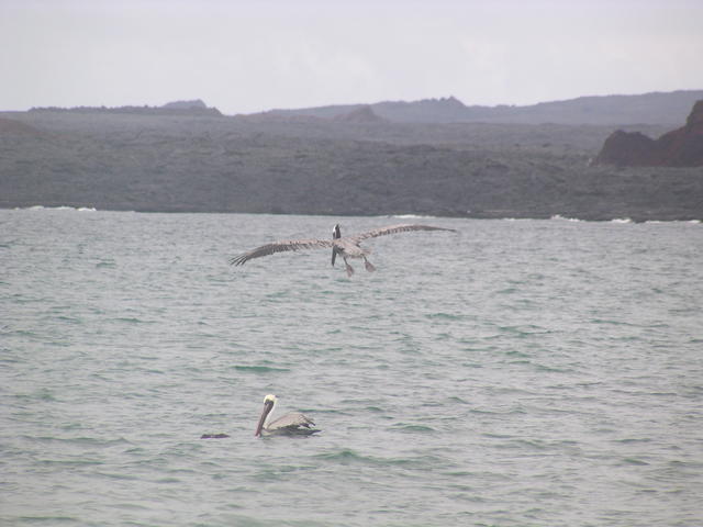 Brown Pelican - free image