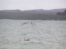 Brown Pelican