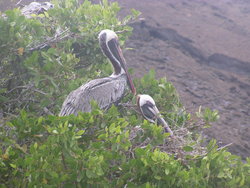 Brown Pelican