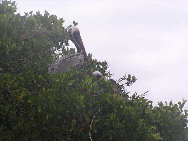 Brown Pelican - free image