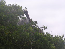 Brown Pelican