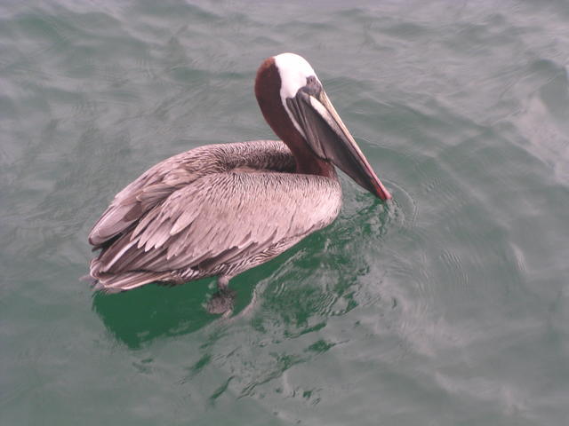 brown pelican - free image