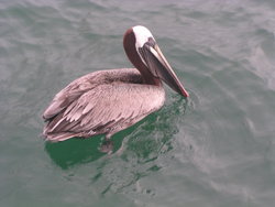 brown pelican