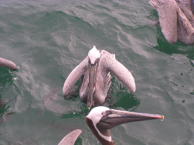 brown pelican - free image