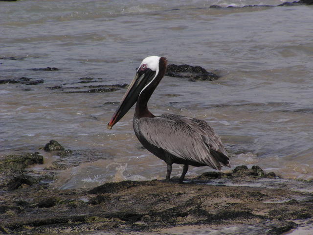 brown pelican - free image