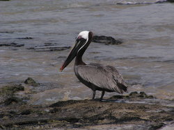 brown pelican