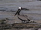 brown pelican