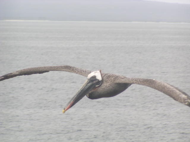 Brown Pelican - free image