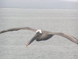 Brown Pelican