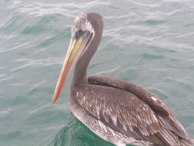 Brown Pelican - free image