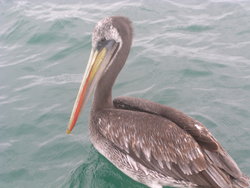 Brown Pelican