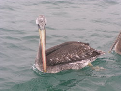 Brown pelican