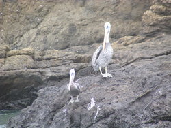 Brown Pelican