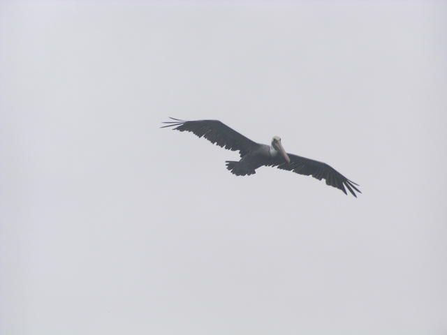 Brown Pelican - free image