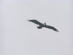 Brown Pelican