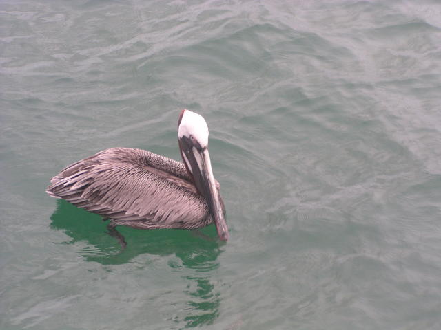 Brown Pelican - free image