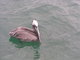 Brown Pelican