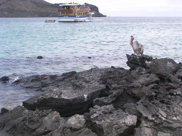 brown pelican and boat - free image