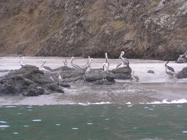 Brown Pelicans - free image