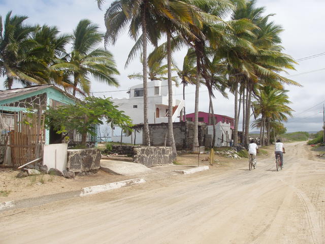 Buildings with coconut trees - free image