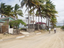 Buildings with coconut trees