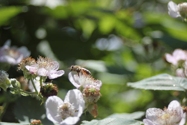 Bumble bee - free image